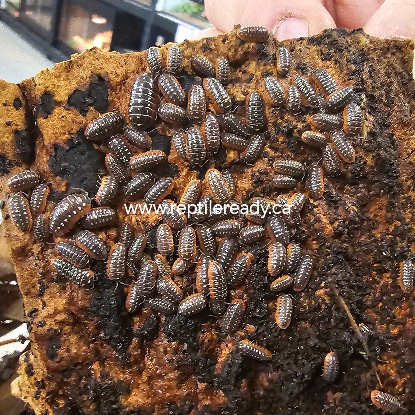 Montenegro Clown Isopods - 10 count