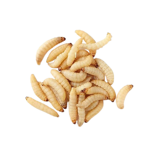 Waxworms (50 count)