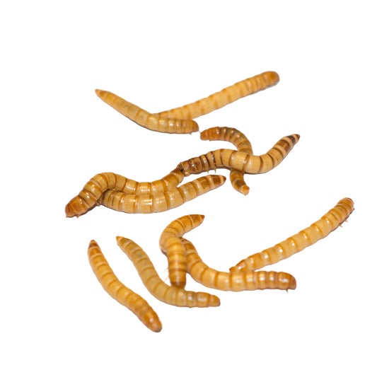 Mealworms (50 count)